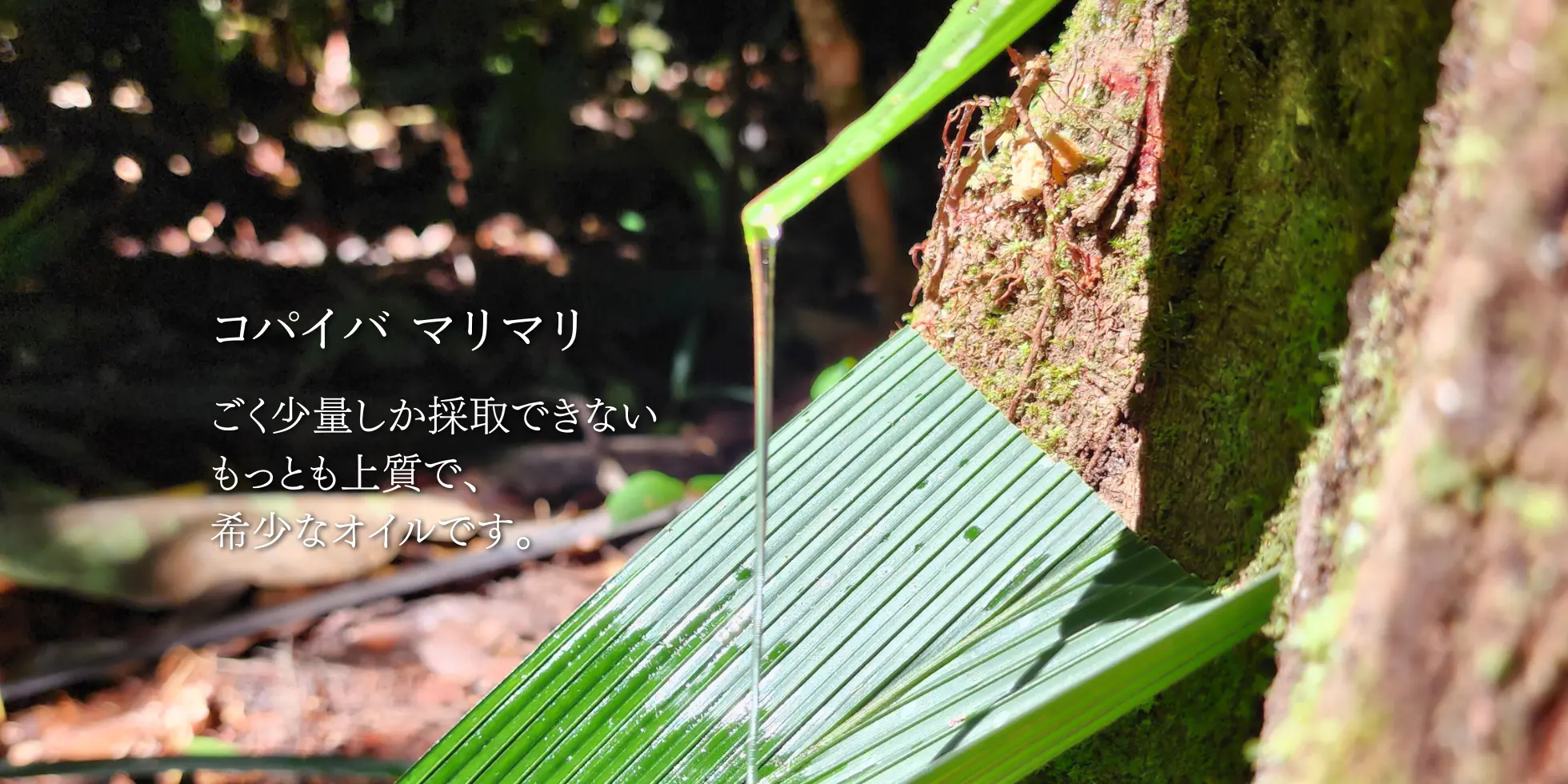【超リピート お休み中】シダーウッド コパイバ 15ml Pas 10 超リピート お休み中】シダーウッド コパイバ 15ml Pas 10