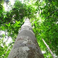 2008年 コパイバの樹