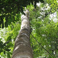 2019年 コパイバの樹